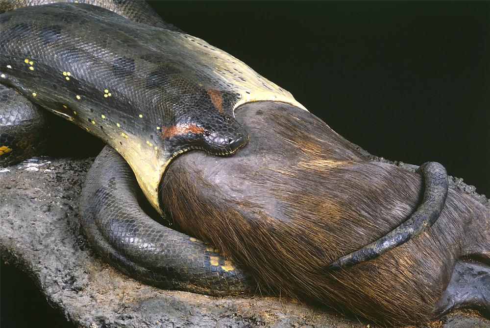 Anaconda mit Wasserschwein, © Senckenberg